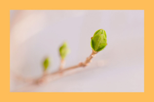 Homepage Veranstaltungsbilder AKADEMIE Weiterbildungen (1200 x 8 Lehrgang Knospenexpert*in