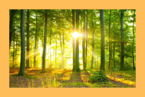 Homepage Veranstaltungsbilder AKADEMIE Weiterbildungen (1200 x 8 Lehrgang Waldexperte*in